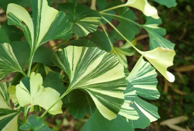 ginkgo1
